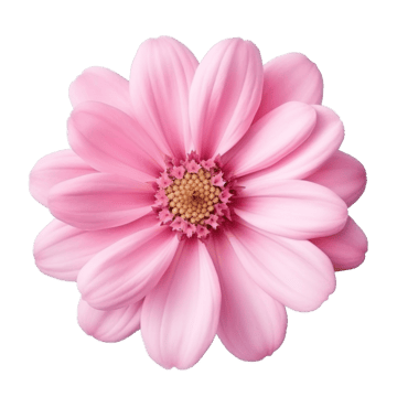 Flowers Png