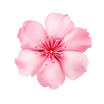 Flowers Png