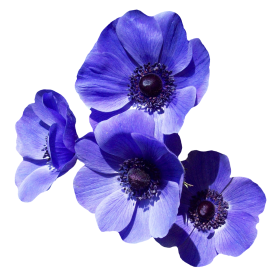 Flowers Png