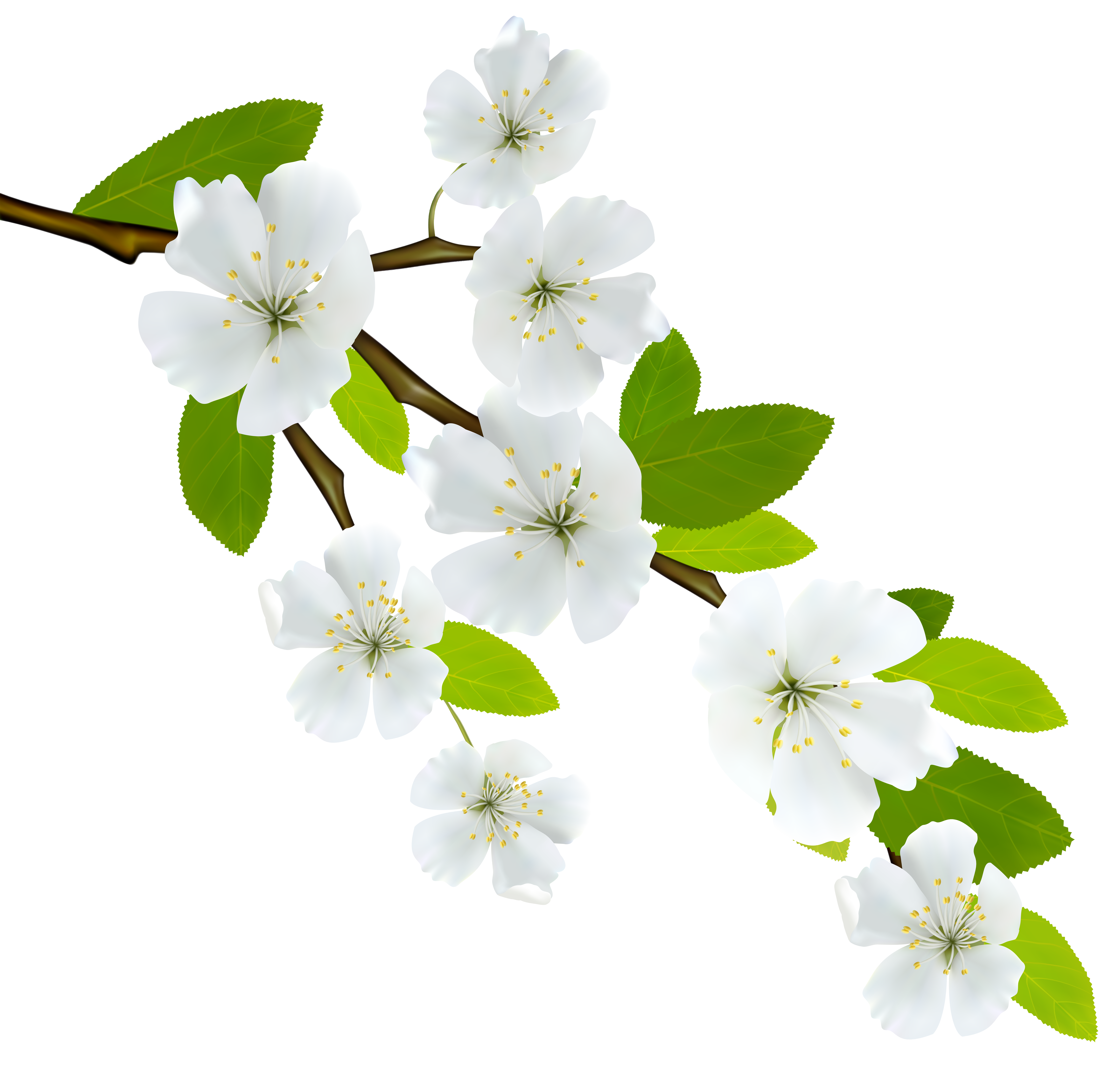 Flowers Png